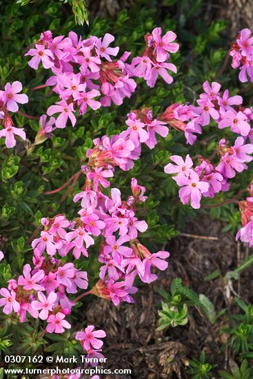 Douglasia laevigata