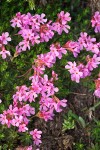 Douglasia laevigata