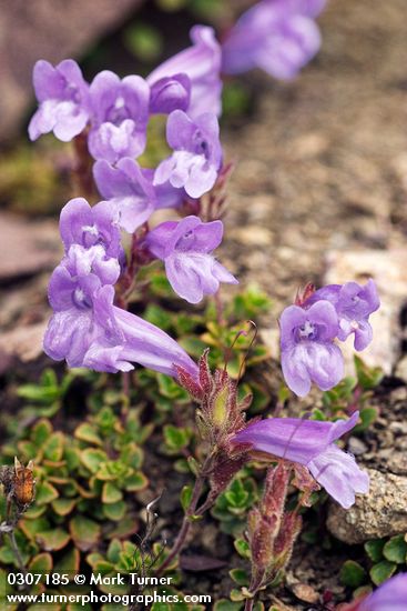 Penstemon davidsonii