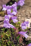 Penstemon davidsonii