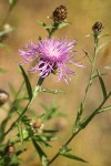 Centaurea biebersteinii