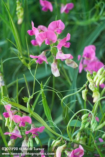 Lathyrus latifolius