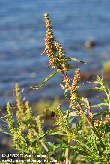 Rumex salicifolius