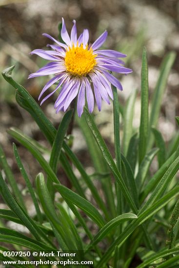 Aster alpigenus</em> var. <em>alpigenus