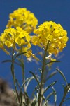 Erysimum capitatum