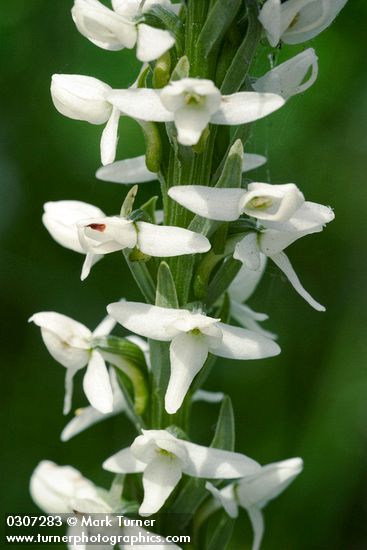 Platanthera dilatata</em> var. <em>dilatata