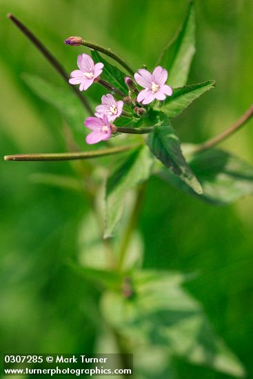 Epilobium glaberrimum