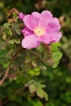 Rosa nutkana