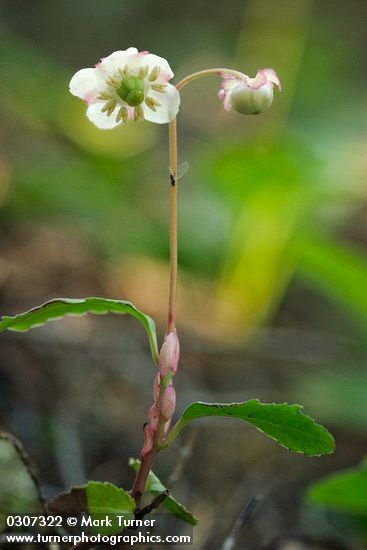 Chimaphila menziesii