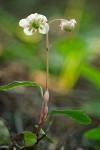 Chimaphila menziesii