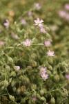 Spergularia macrotheca