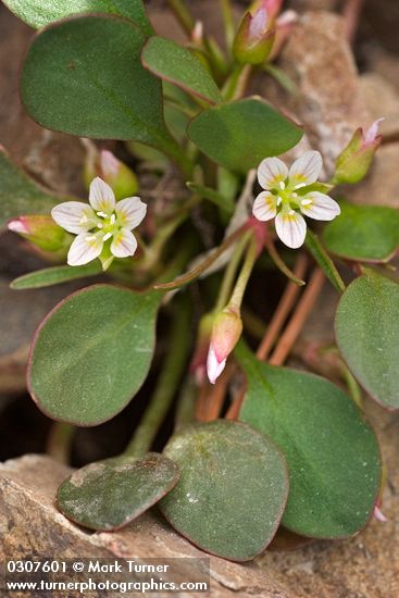 Claytonia megarhiza</em> var. <em>bellidifolia