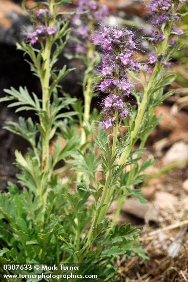 Phacelia sericea ssp. ciliosa