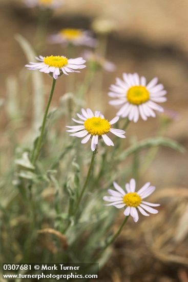 Erigeron eatonii var. villosus