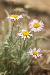 Eaton's Shaggy Daisy