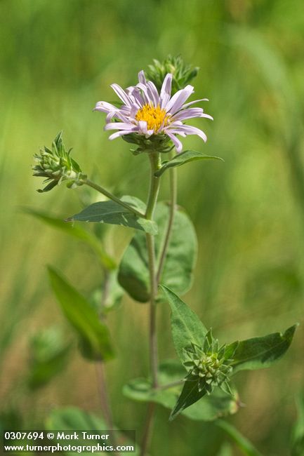 Symphyotrichum campestre var. campestre (Aster campestris)