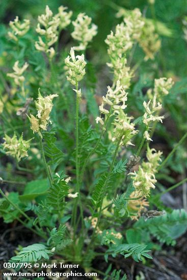Oxytropis campestris var. cusickii