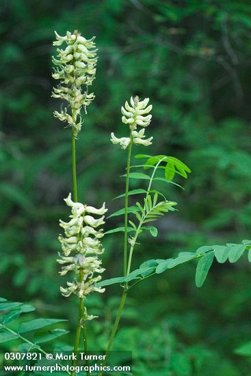 Astragalus canadensis</em> var. <em>mortonii