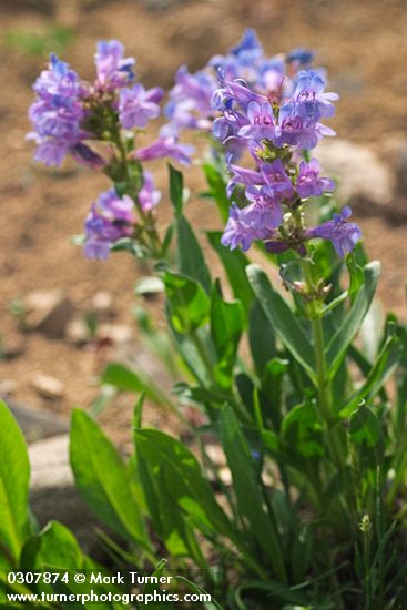 Penstemon payettensis