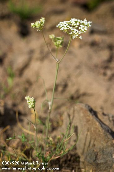 Lomatium cusickii