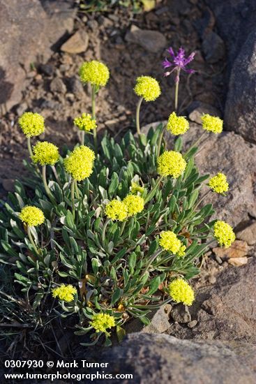 Eriogonum flavum