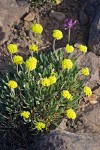 Golden Eriogonum