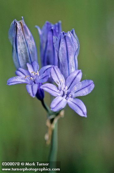Triteleia grandiflora</em> var. <em>grandiflora