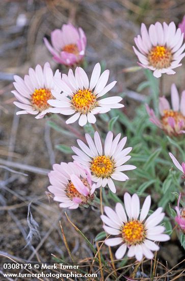 Townsendia florifera