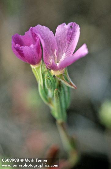 Clarkia purpurea</em> ssp. <em>quadrivulnera
