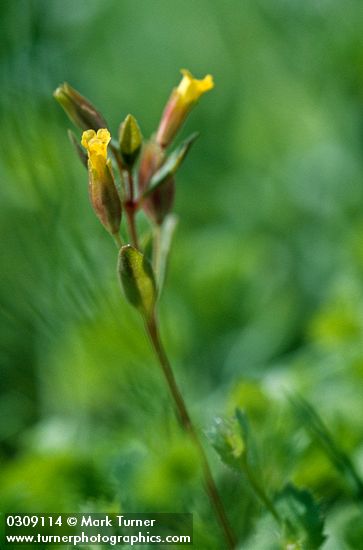 Mimulus breviflorus