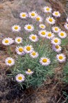 Erigeron filifolius