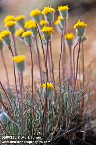 Erigeron bloomeri