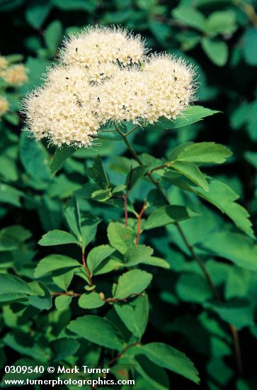 Spiraea betulifolia</em> var. <em>lucida