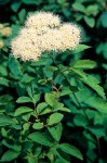Spiraea betulifolia var. lucida