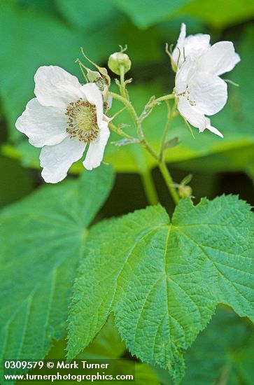 Rubus parviflorus