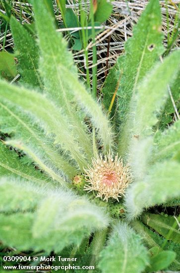 Cirsium scariosum