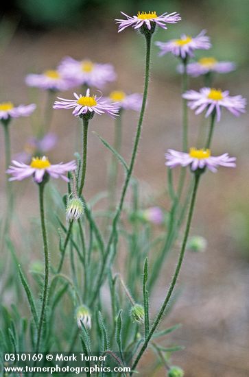 Erigeron pumilus