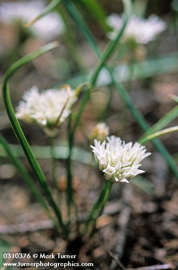 Allium fibrillum