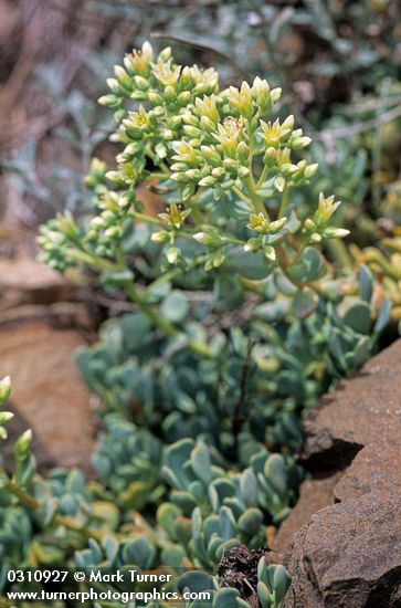 Sedum oregonense