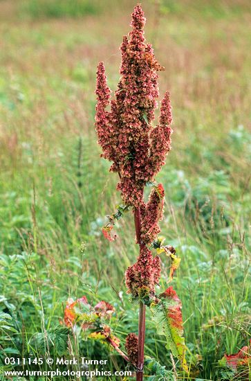 Rumex occidentalis