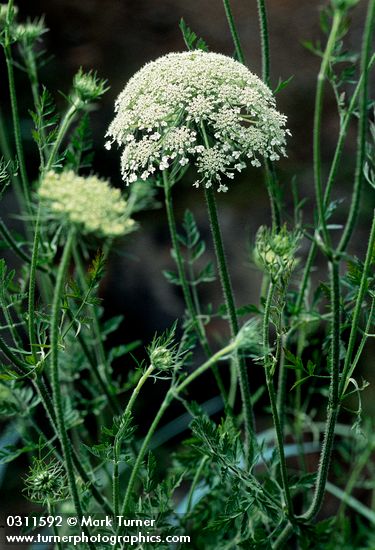 Daucus carota
