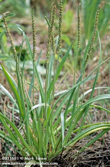 Plantago maritima</em> var. <em>juncoides