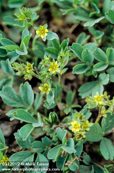 Sibbaldia procumbens