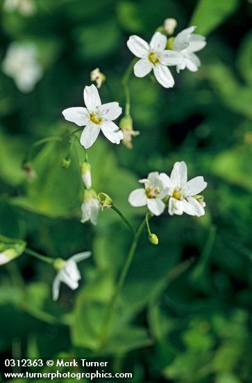 Claytonia cordifolia