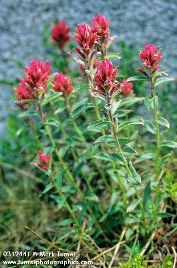 Castilleja rhexifolia