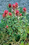 Castilleja rhexifolia