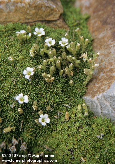 Minuartia obtusiloba