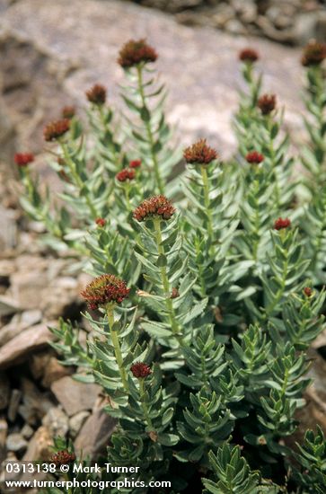 Rhodiola integrifolia</em> ssp. <em>integrifolia