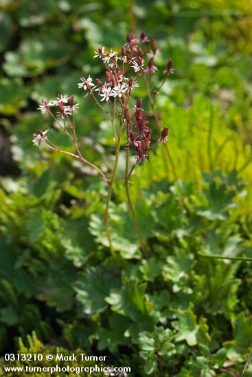 Saxifraga lyallii