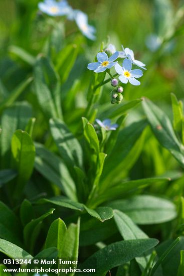 Myosotis scorpioides